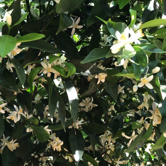 Meet your Posher, Liz - Picture 1 of 1